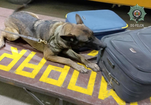 Silvia, una perrita de la Felcn, descubrió dos maletas repletas de droga en un bus que iba a Santa Cruz