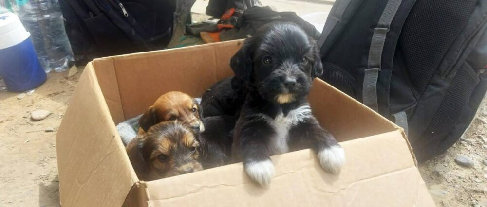 En medio de una montaña de basura acumulada en plena vía, hallan a seis cachorros abandonados en una caja