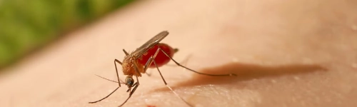 Perú reporta 12 muertes por fiebre amarilla en lo que va de este año