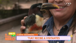 Conozca a ‘Tuki Tuki’, el carismático tucán que recibe a todos en el Zoológico de Santa Cruz