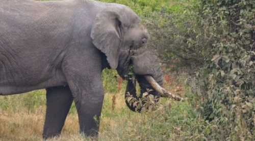 Un elefante mata a turistas de Reino Unido y Nueva Zelanda durante un safari en un parque africano