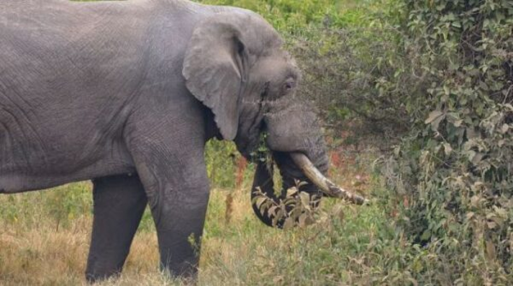 Un elefante mata a turistas de Reino Unido y Nueva Zelanda durante un safari en un parque africano