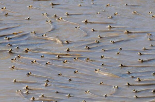 Conozca al pez de ‘cuatro ojos’ que puede ver fuera del agua