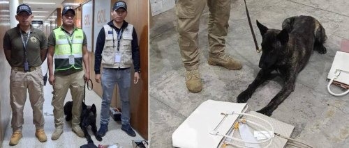 Un perro frustra el envío de droga en encomienda de carteras y zapatos