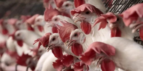 Brasil confirma el primer caso de gripe aviar de “alta patogenicidad” en granja comercial