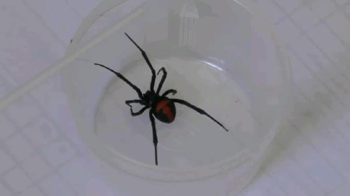 En Oruro reportan 25 casos de picadura de araña viuda negra