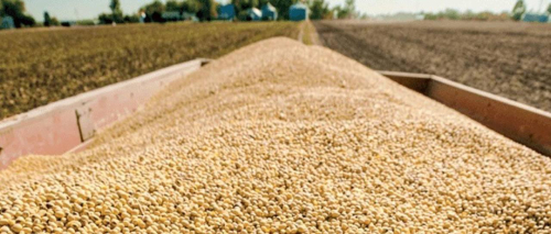 Gobierno autoriza la exportación de 250.000 toneladas de soya