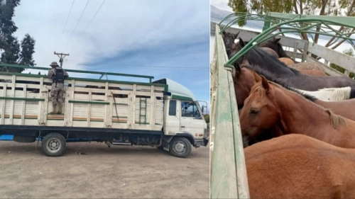 La Paz: Interceptan dos camiones que llevaban caballos de manera irregular