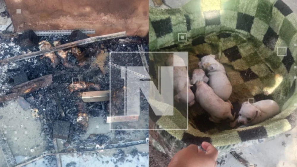 ¡Incendio de magnitud!: Perritos murieron calcinados y bomberos rescataron a dos niñas